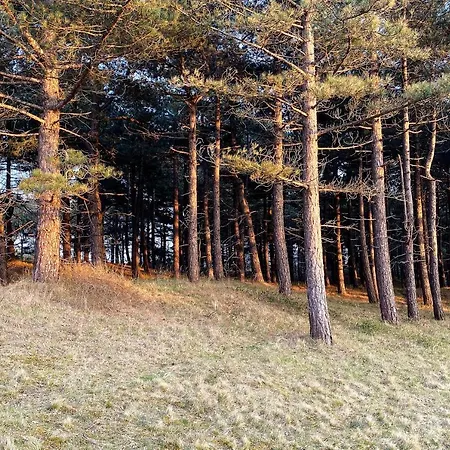 Prachtige Duinvilla's Op Natuurpark