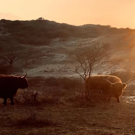 Prachtige Duinvilla's Op Natuurpark *